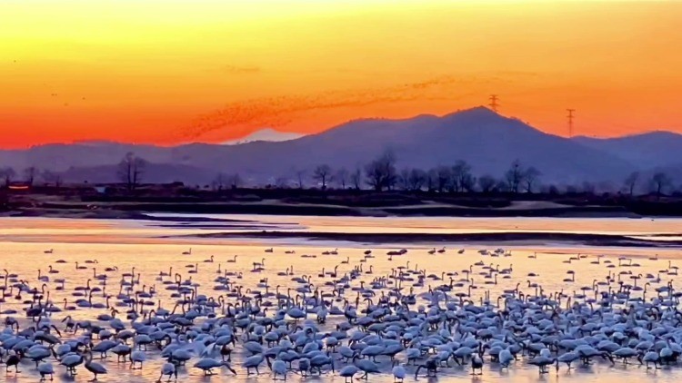 萬鳥齊飛！遼寧省鳳城市大洋河現“鳥浪”奇觀