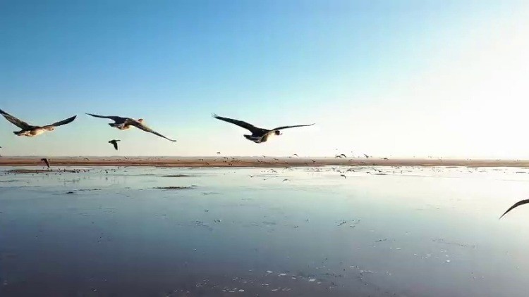 內蒙古：科爾沁濕地公園迎來候鳥遷徙季
